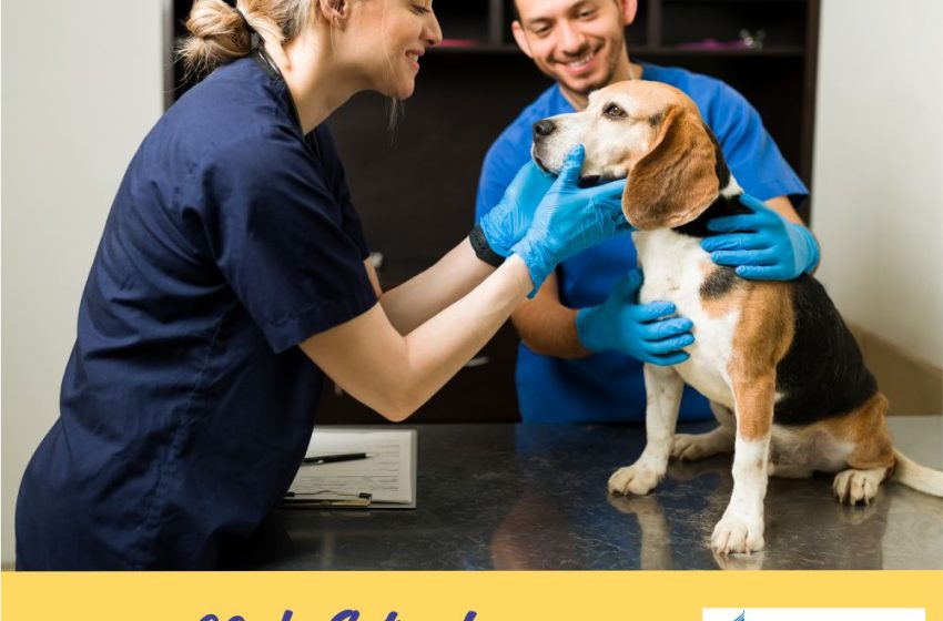  Dia do Veterinário
